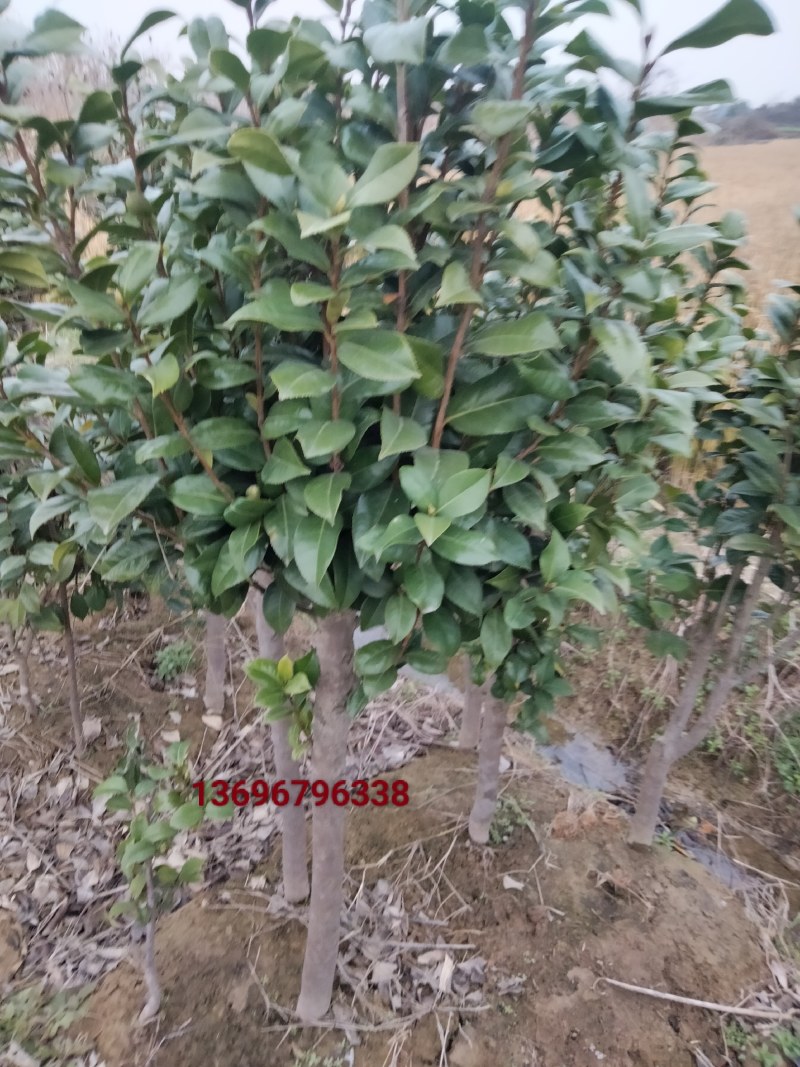 截杆发冒茶花