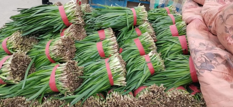 梁山头茬小冷棚精品紫根韭菜大量上市hy