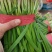 梁山头茬小冷棚精品紫根韭菜大量上市hy
