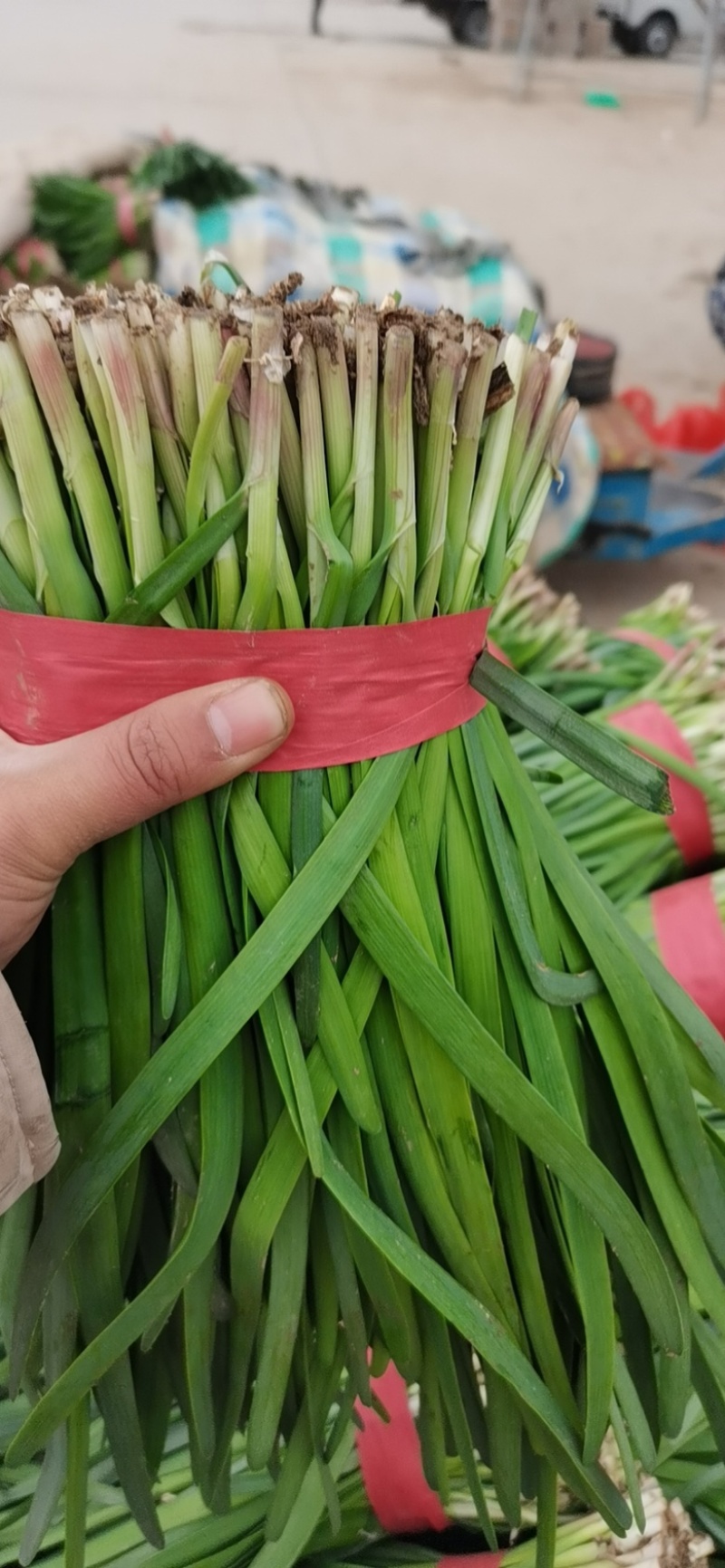 梁山头茬小冷棚精品紫根韭菜大量上市hy