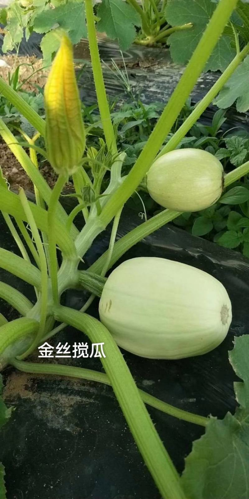 天然粉丝南瓜种子金丝搅瓜种子抗病拍砸改良双抗金丝瓜种子