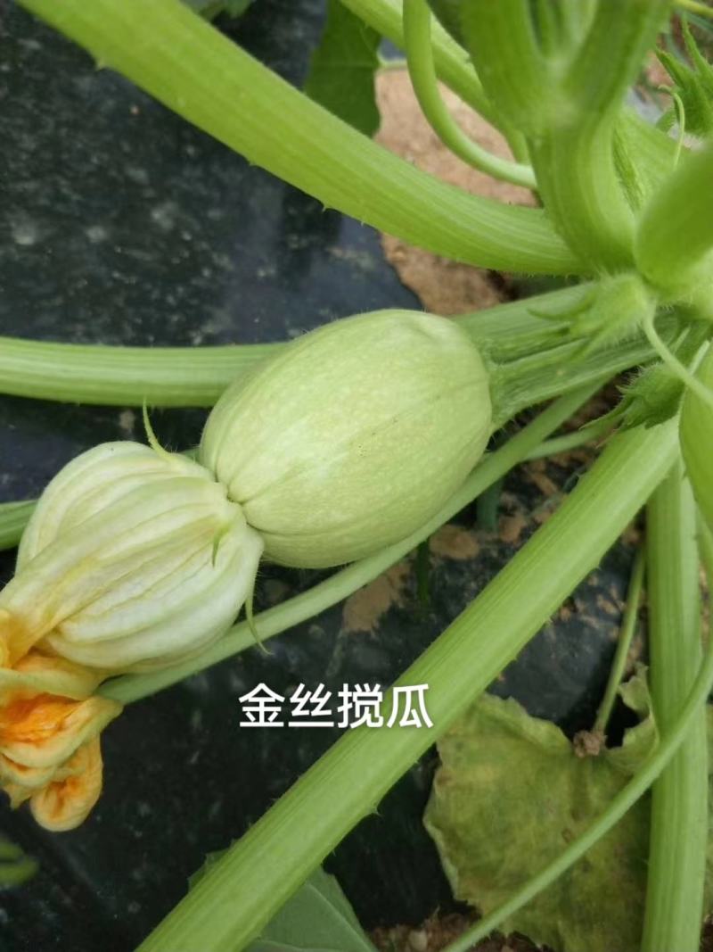 天然粉丝南瓜种子金丝搅瓜种子抗病拍砸改良双抗金丝瓜种子