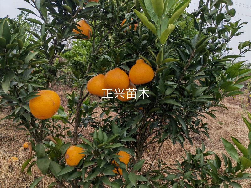 阳光一号桔柚苗，四川阳光1号桔柚，非福建土桔柚、非山东苗