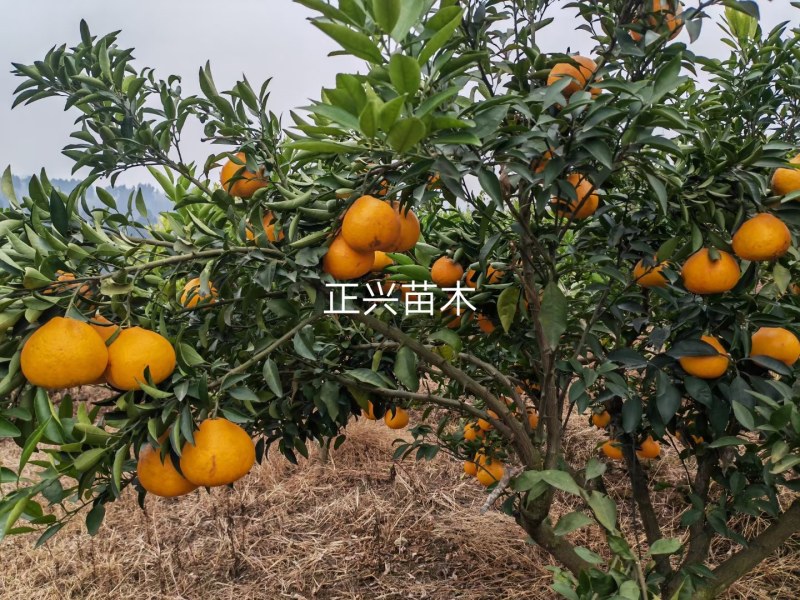 阳光一号桔柚苗，四川阳光1号桔柚，非福建土桔柚、非山东苗