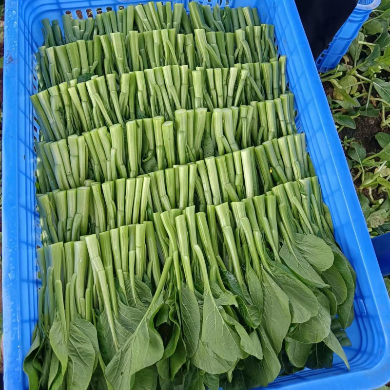 广东菜心