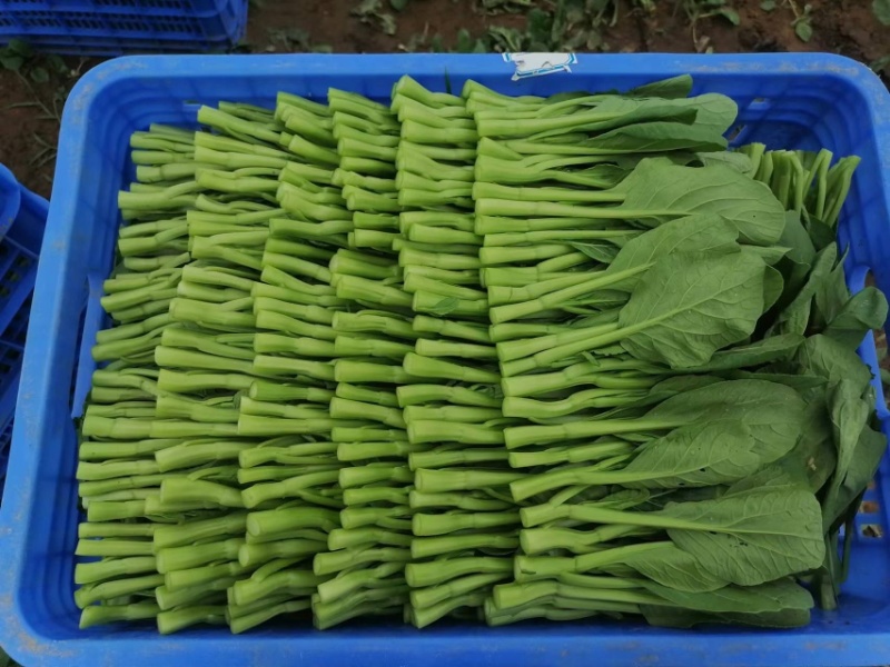 广东菜心