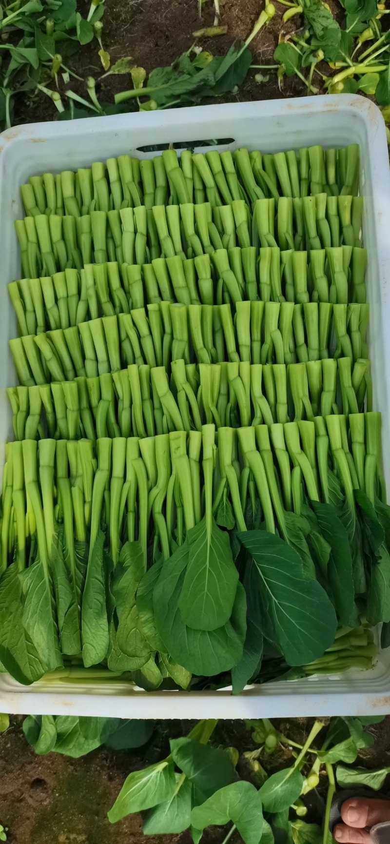 广东菜心