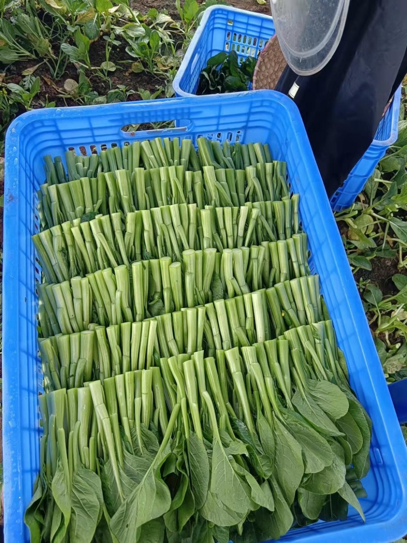 广东菜心