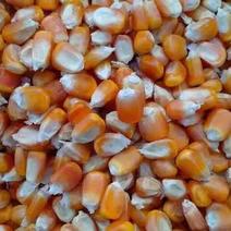 大量出售贵州威宁黄玉米粒，白玉米粒需要。