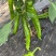 宁都芜湖椒，大棚薄皮苏椒五号，芜湖椒，301青椒