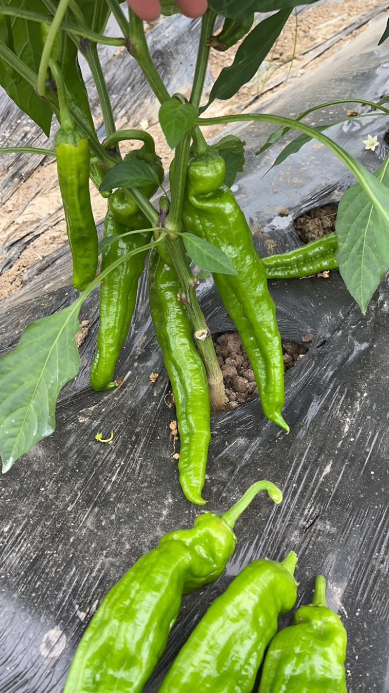 宁都芜湖椒，大棚薄皮苏椒五号，芜湖椒，301青椒