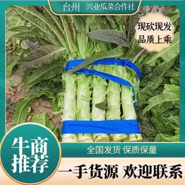 红叶莴苣，现砍现发，物优价廉！