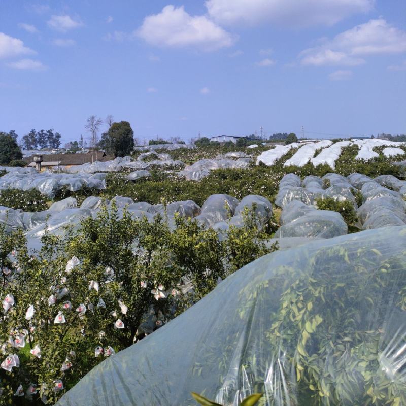 原产地春见耙耙柑大量自然成熟欢迎各大商家前来洽谈