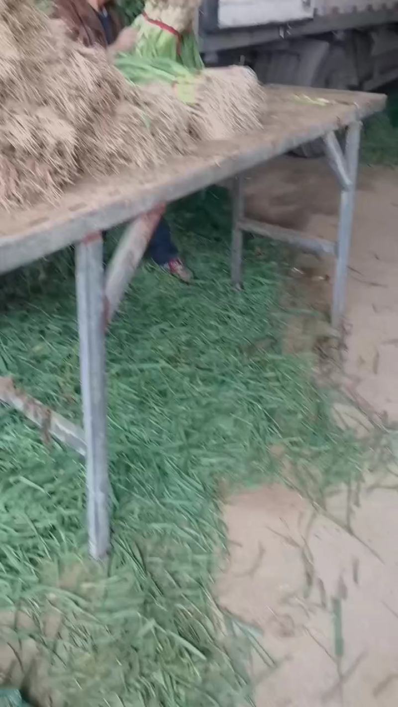 菜花