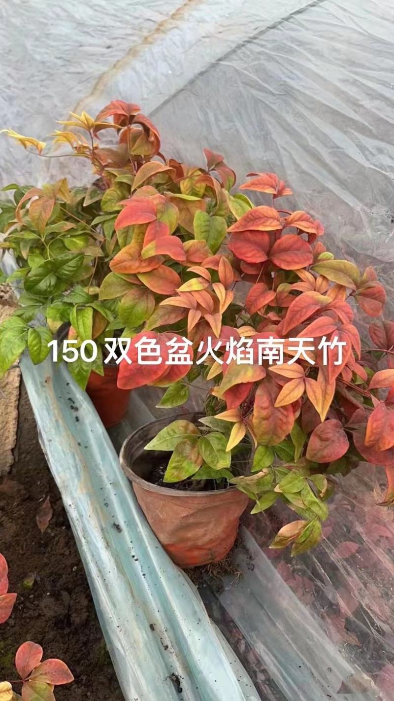 火焰南天竹南天竹价格南天竹批发基地直销大量有货