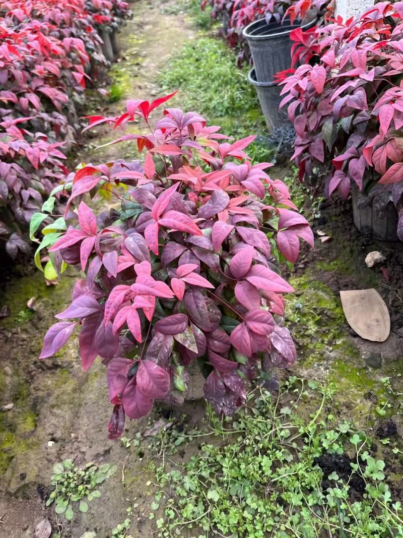 火焰南天竹南天竹价格南天竹批发基地直销大量有货