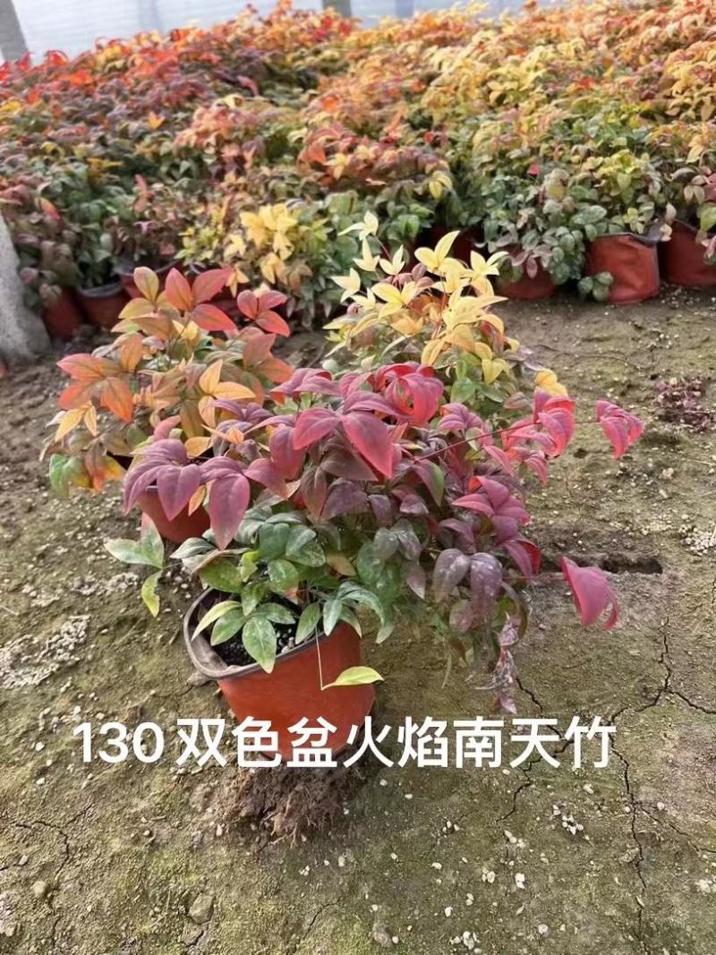 火焰南天竹南天竹价格南天竹批发基地直销大量有货