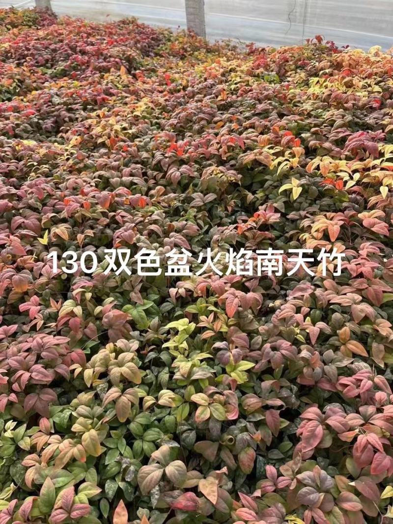 火焰南天竹南天竹价格南天竹批发基地直销大量有货