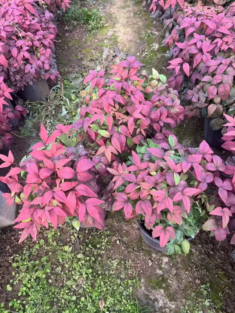 火焰南天竹南天竹价格南天竹批发基地直销大量有货