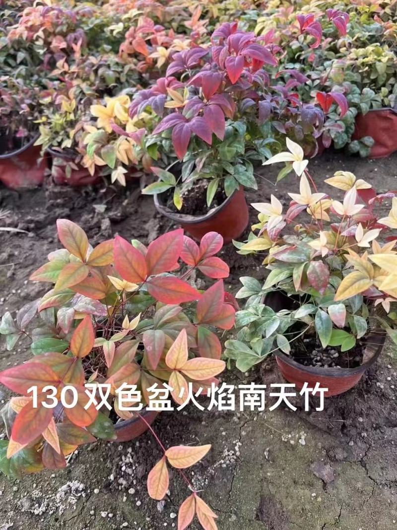 火焰南天竹南天竹价格南天竹批发基地直销大量有货