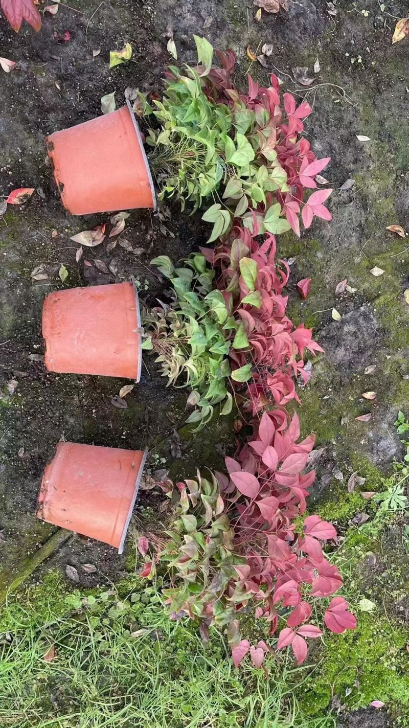 火焰南天竹南天竹价格南天竹批发基地直销大量有货