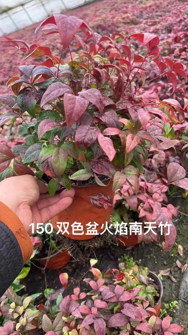 火焰南天竹南天竹价格南天竹批发基地直销大量有货