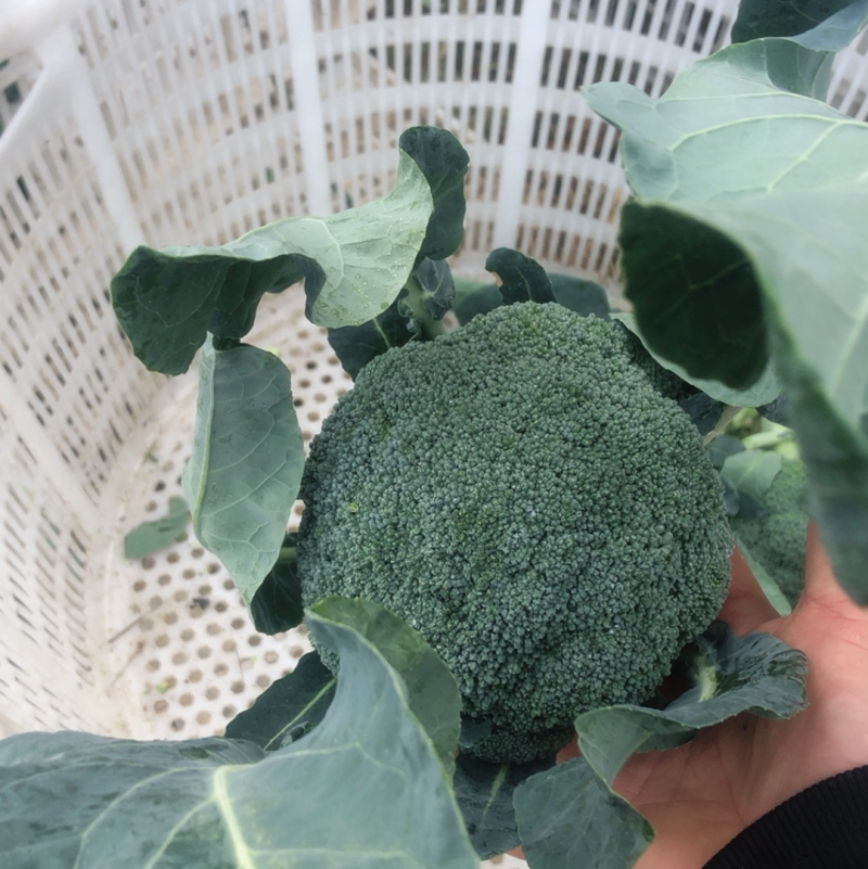宁夏西兰花大量上市，价格优惠，品质保证欢迎咨询
