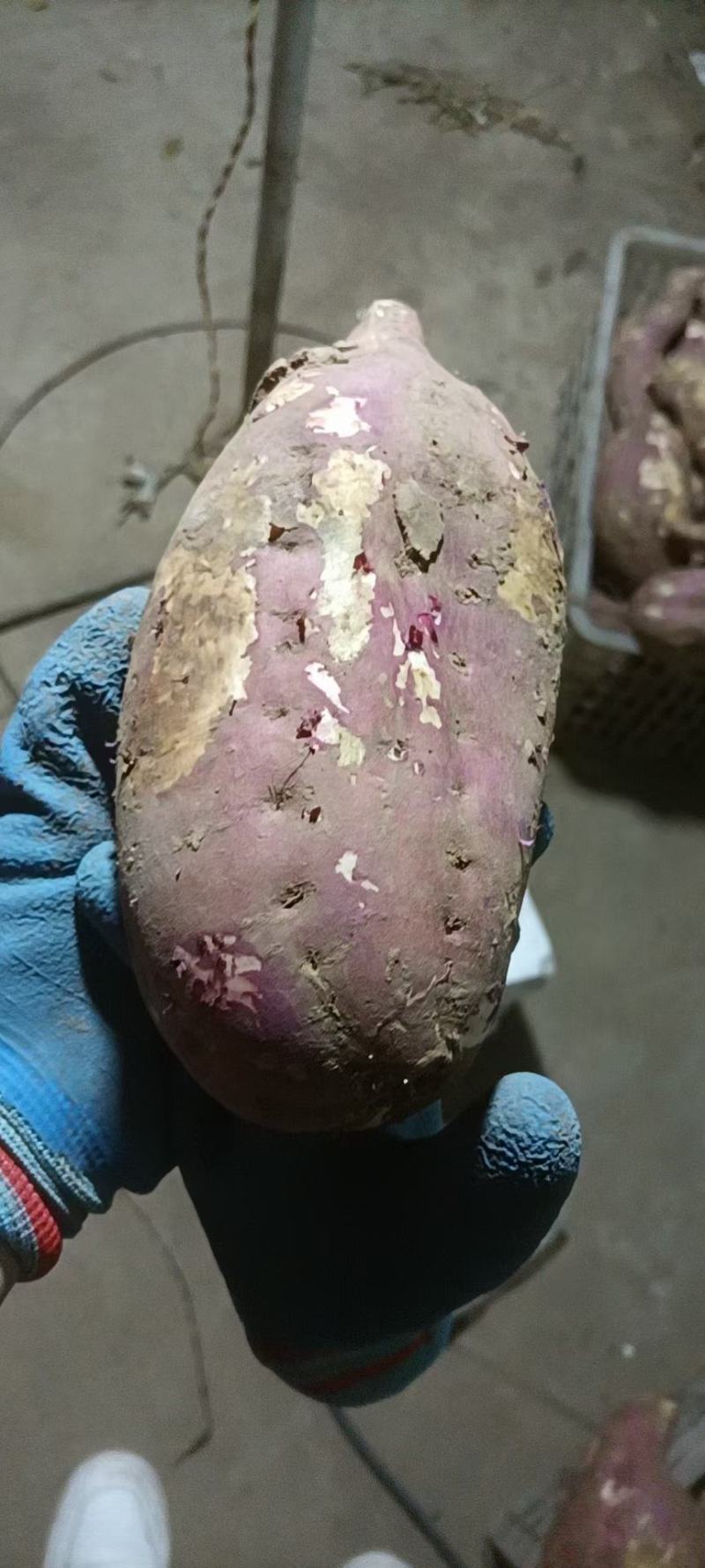 红薯地瓜半斤起商薯19规格多多品质保障致电有优惠