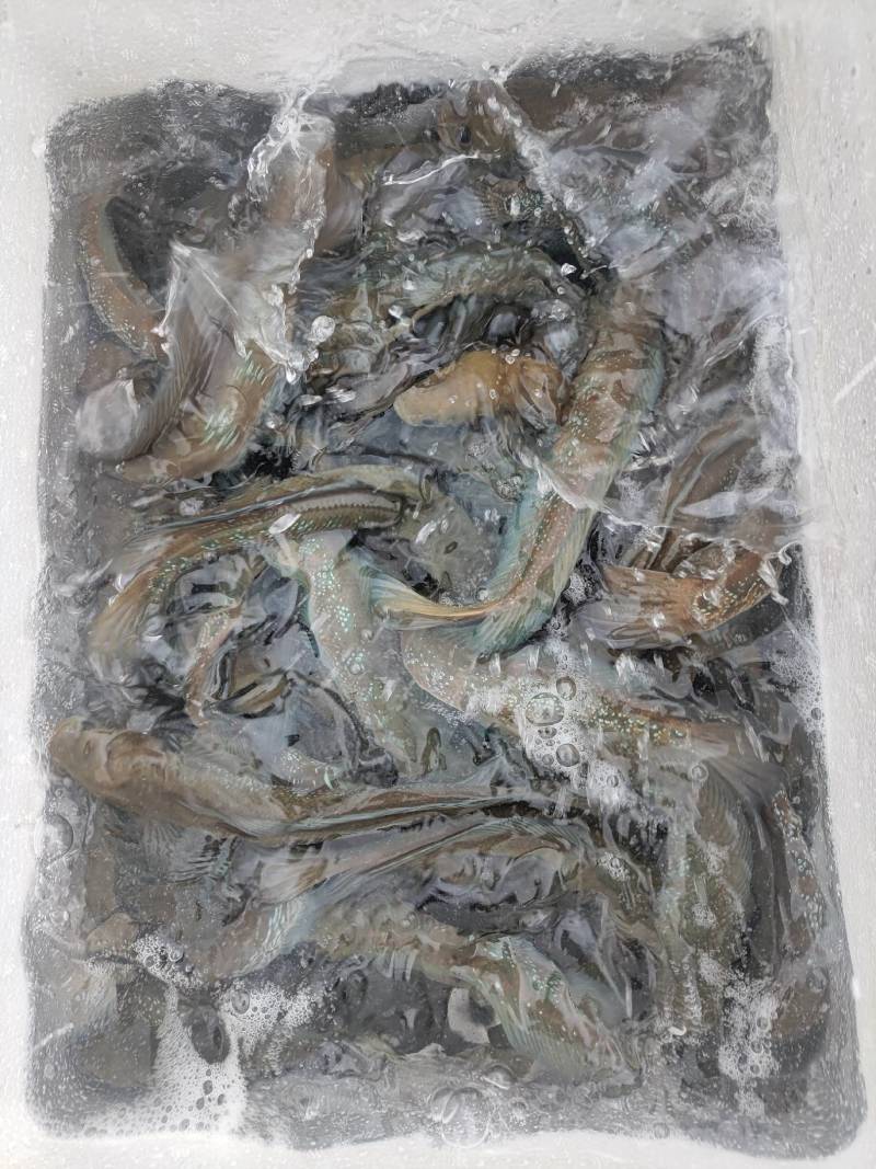 七星鱼，生态七星鱼，清水瘦身七星鱼。肉质鲜美，非常漂亮。