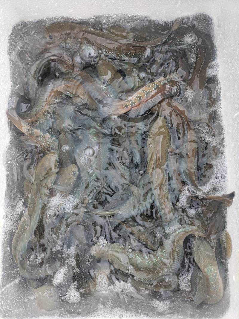 七星鱼，生态七星鱼，清水瘦身七星鱼。肉质鲜美，非常漂亮。