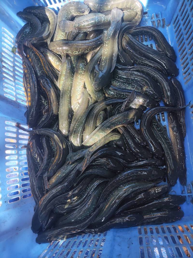 七星鱼，生态七星鱼，清水瘦身七星鱼。肉质鲜美，非常漂亮。