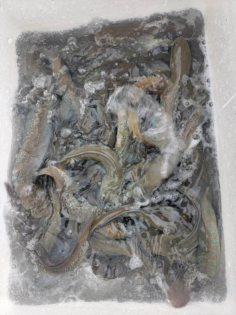 七星鱼，生态七星鱼，清水瘦身七星鱼。肉质鲜美，非常漂亮。