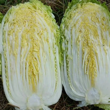 【精品】云南黄心白菜4~5斤保质保量产地直发量大从优
