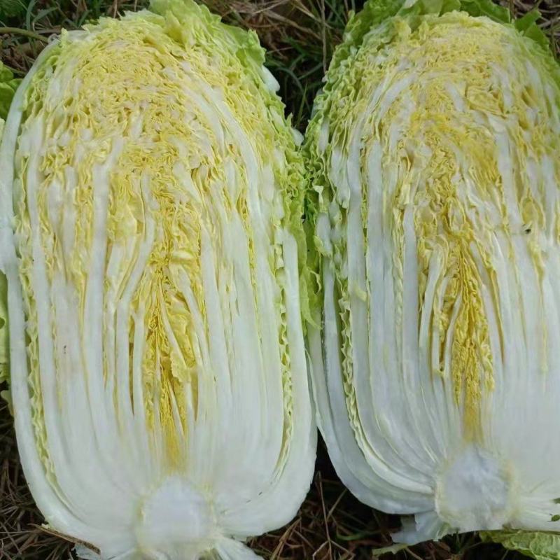 【精品】云南黄心白菜4~5斤保质保量产地直发量大从优