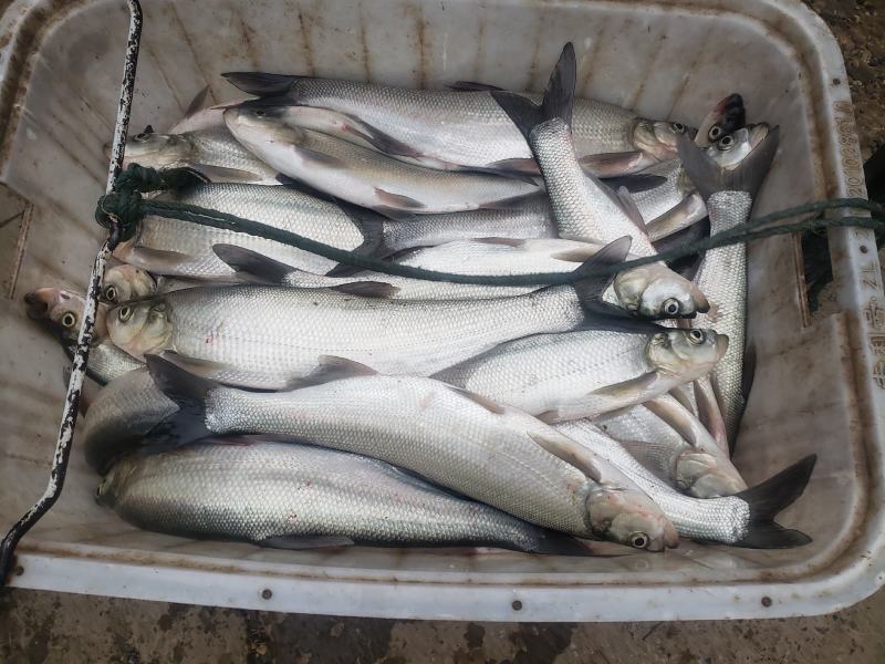 精品翘嘴大量供应下塘包存活