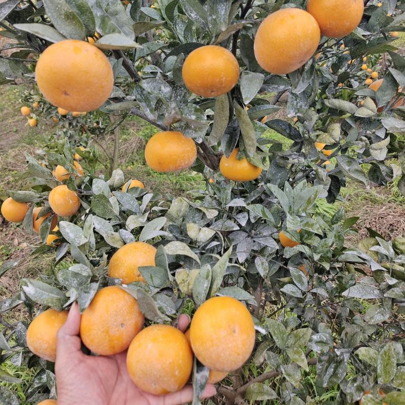 茂谷柑