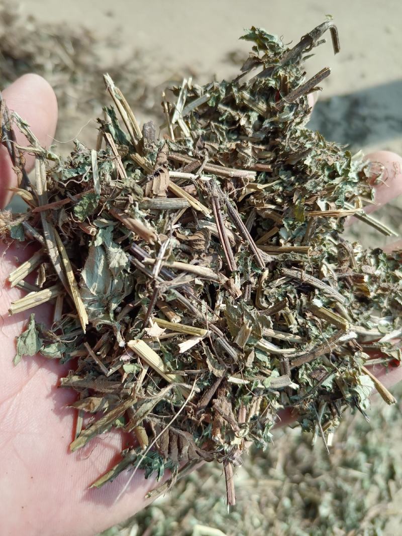 断血流,湖北大捌山货,含量够机压包量大欢迎采购