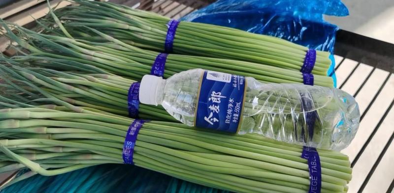杞县红帽蒜苔大量出库中市场电商商超有需要的联系