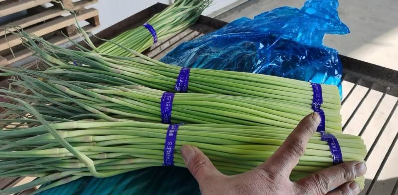 杞县红帽蒜苔大量出库中市场电商商超有需要的联系