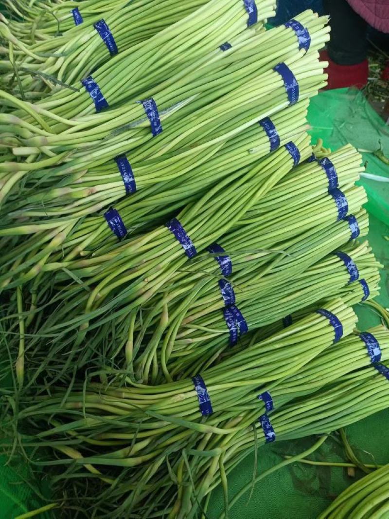 杞县红帽蒜苔大量出库中市场电商商超有需要的联系