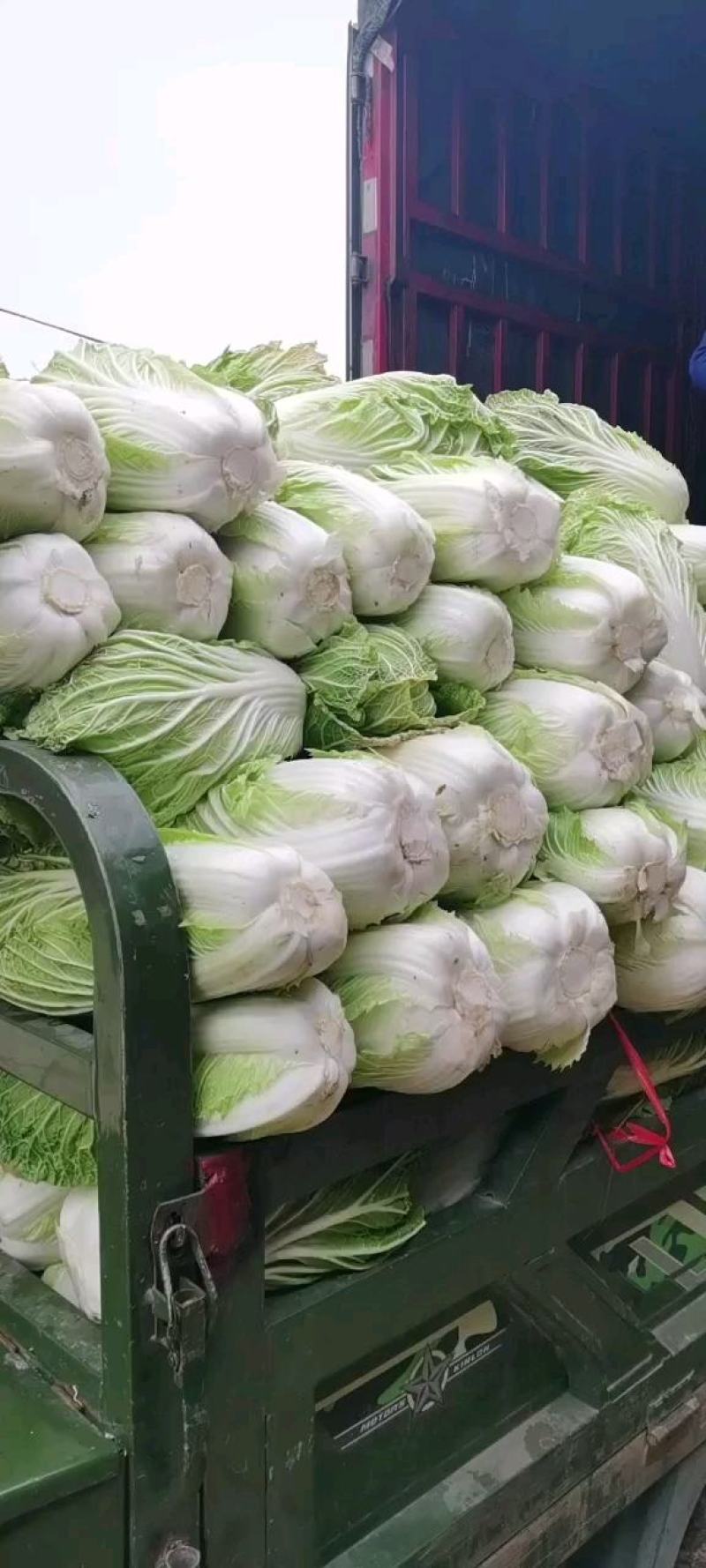 青杂三号大白菜大量上市中，可视频看货，欢迎各位光临