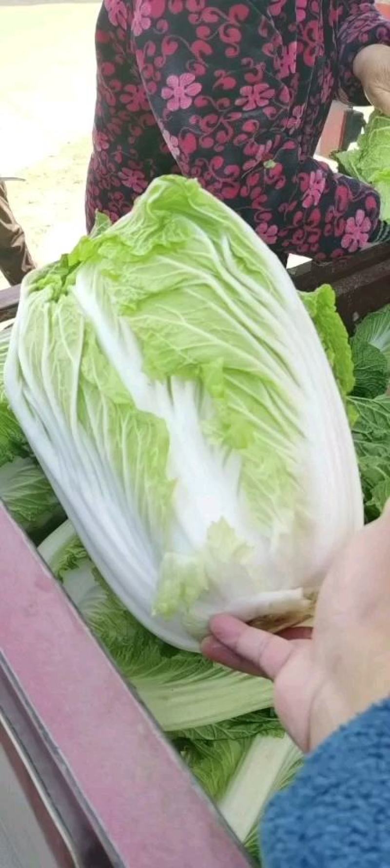 青杂三号大白菜大量上市中，可视频看货，欢迎各位光临