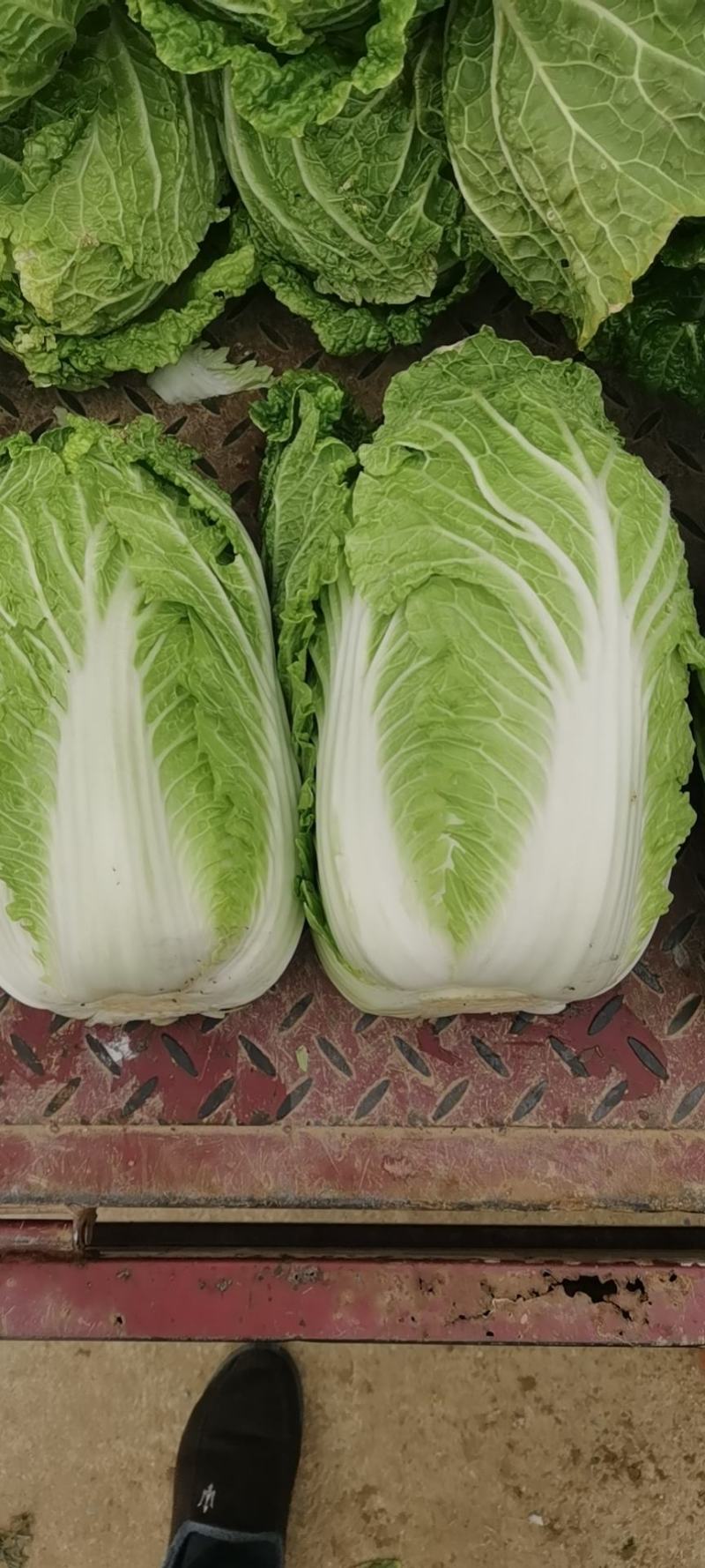 青杂三号大白菜大量上市中，可视频看货，欢迎各位光临