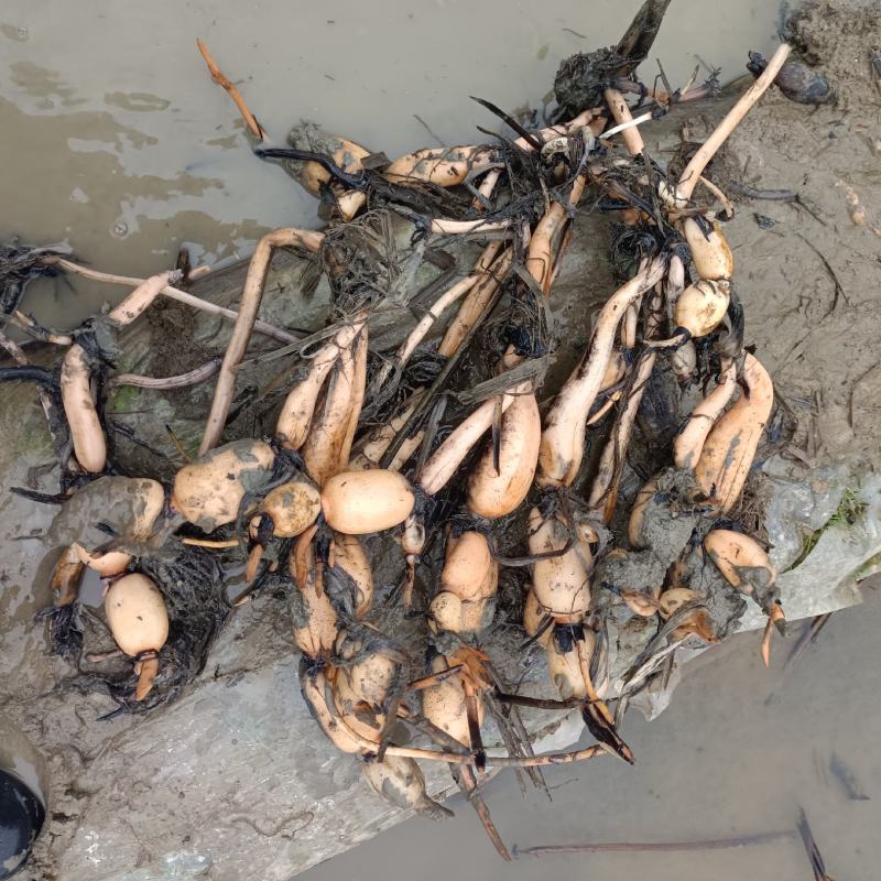 本地私人基地种植当年种植当年收粉糯香型煲汤莲藕种苗