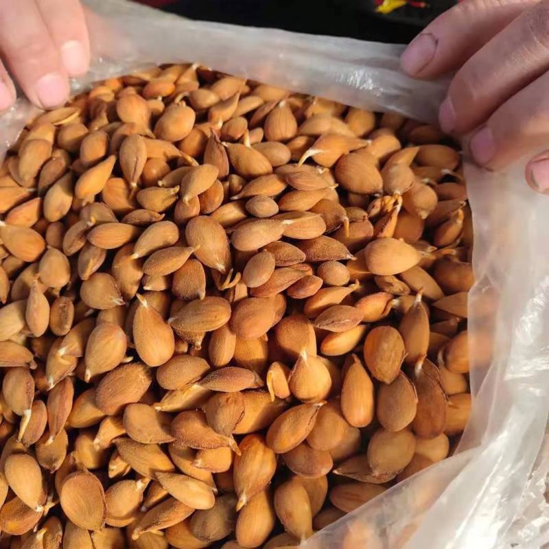 桃树种子毛桃种子毛桃芽质量保证一手货源