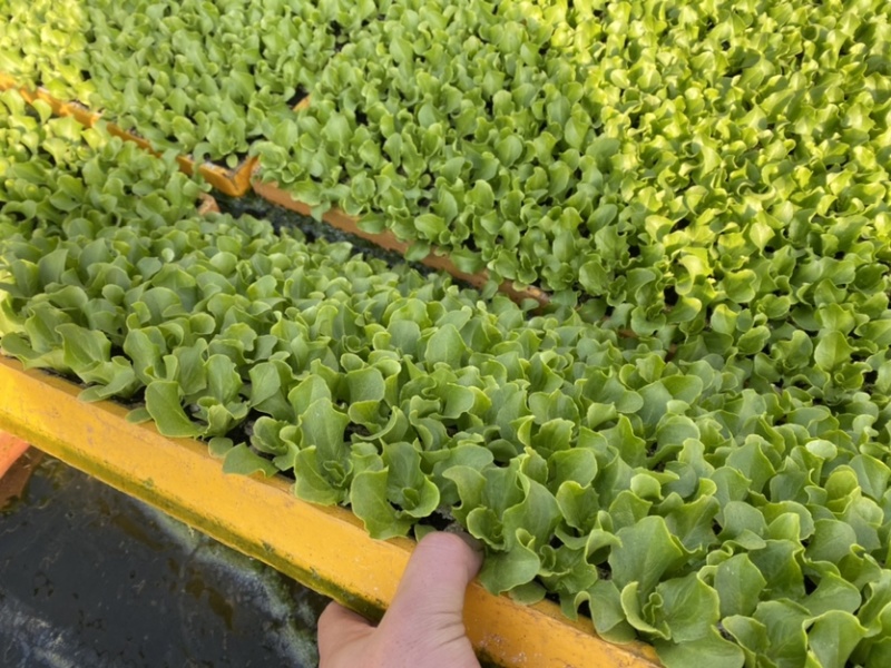 精品生菜种苗