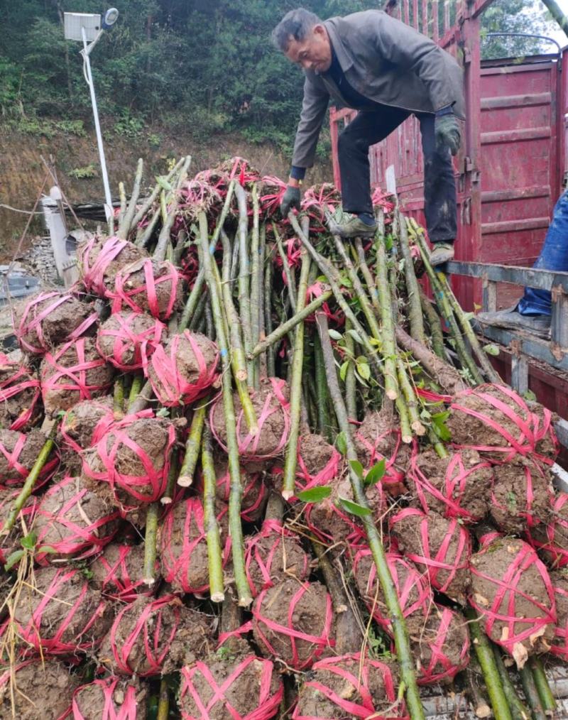 桃源光杆香樟苗木百亩基地成活率高现挖现发