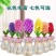 进口风信子种球水培套装室内外阳台桌面秋冬水养花卉盆栽植物