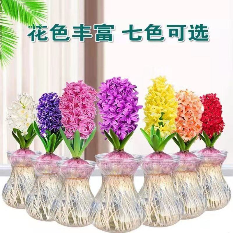 进口风信子种球水培套装室内外阳台桌面秋冬水养花卉盆栽植物