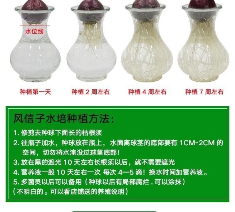 进口风信子种球水培套装室内外阳台桌面秋冬水养花卉盆栽植物